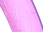 Schichtaufbau der Hornhaut, Anatomie der Hornhaut